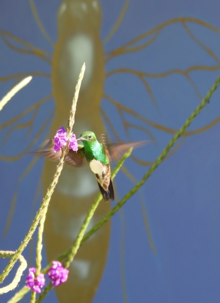Snowy-bellied Hummingbird - ML641620939