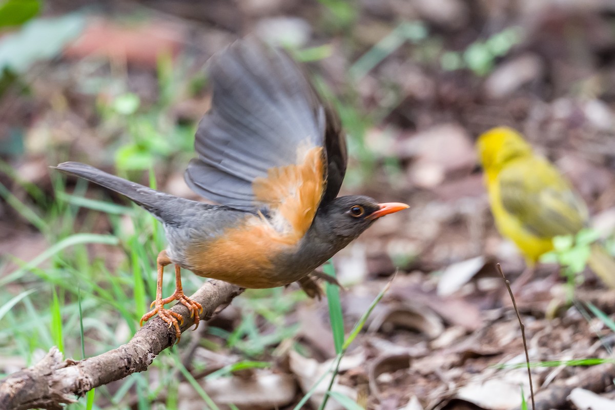 Abyssinian Thrush - ML641620966