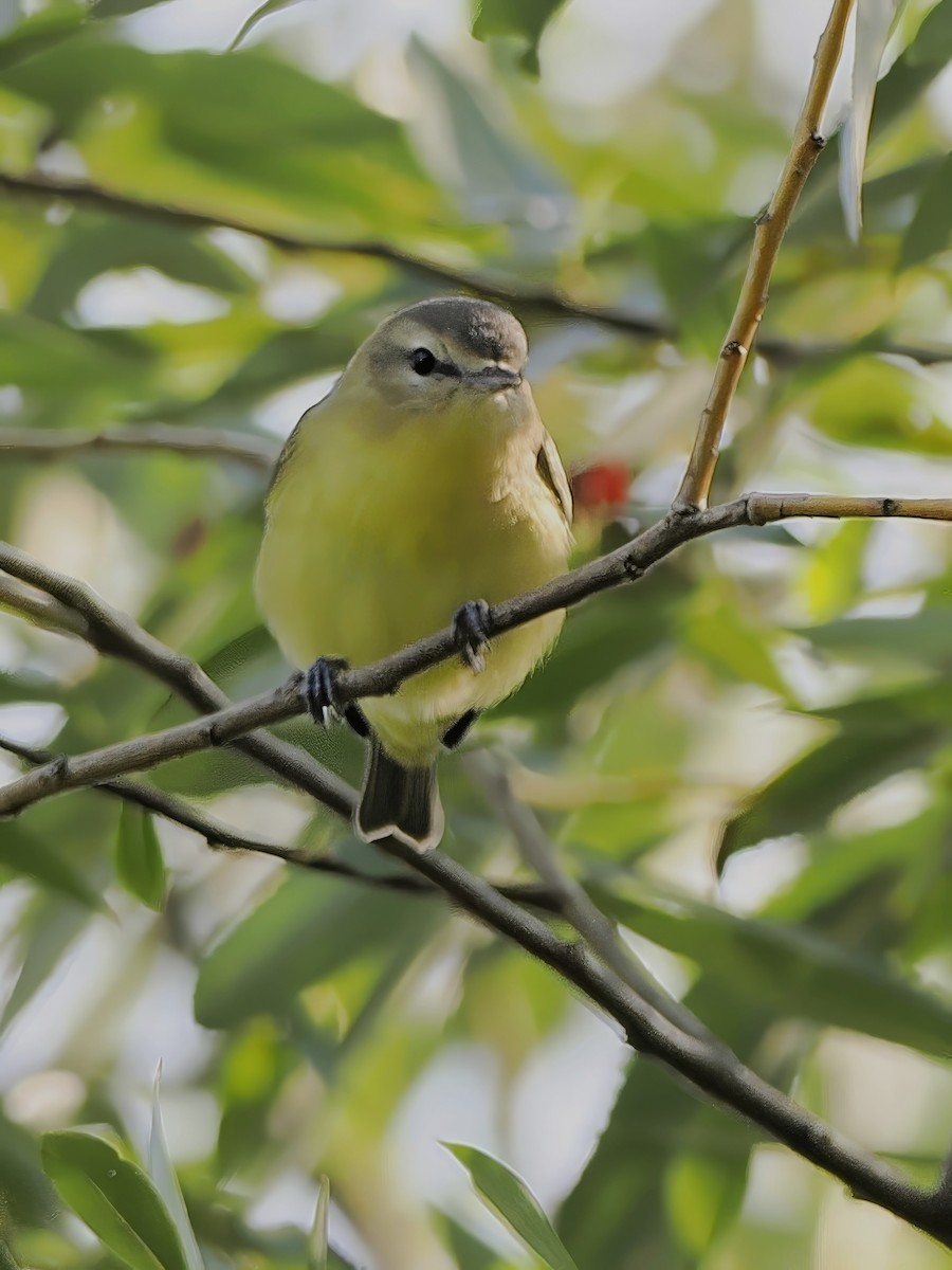 Philadelphia Vireo - ML641620967