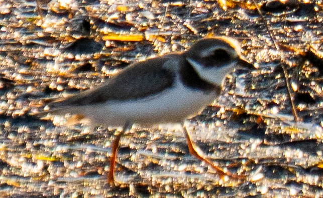 Semipalmated Plover - ML641620968