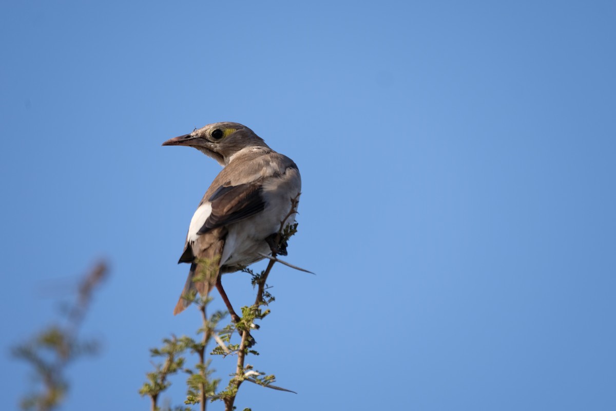 Wattled Starling - ML641620974