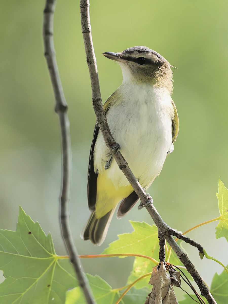 Red-eyed Vireo - ML641620975