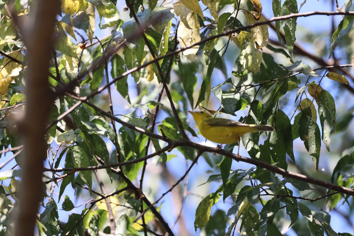 Piranga écarlate - ML641620977