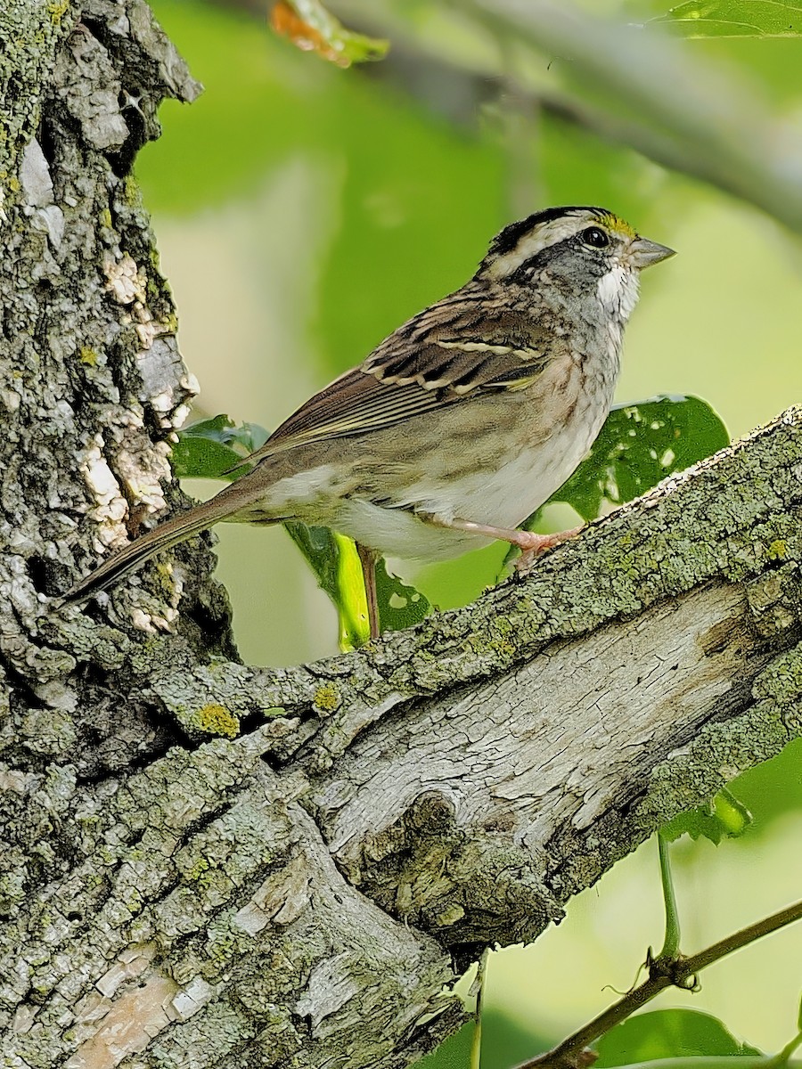 White-throated Sparrow - ML641620986