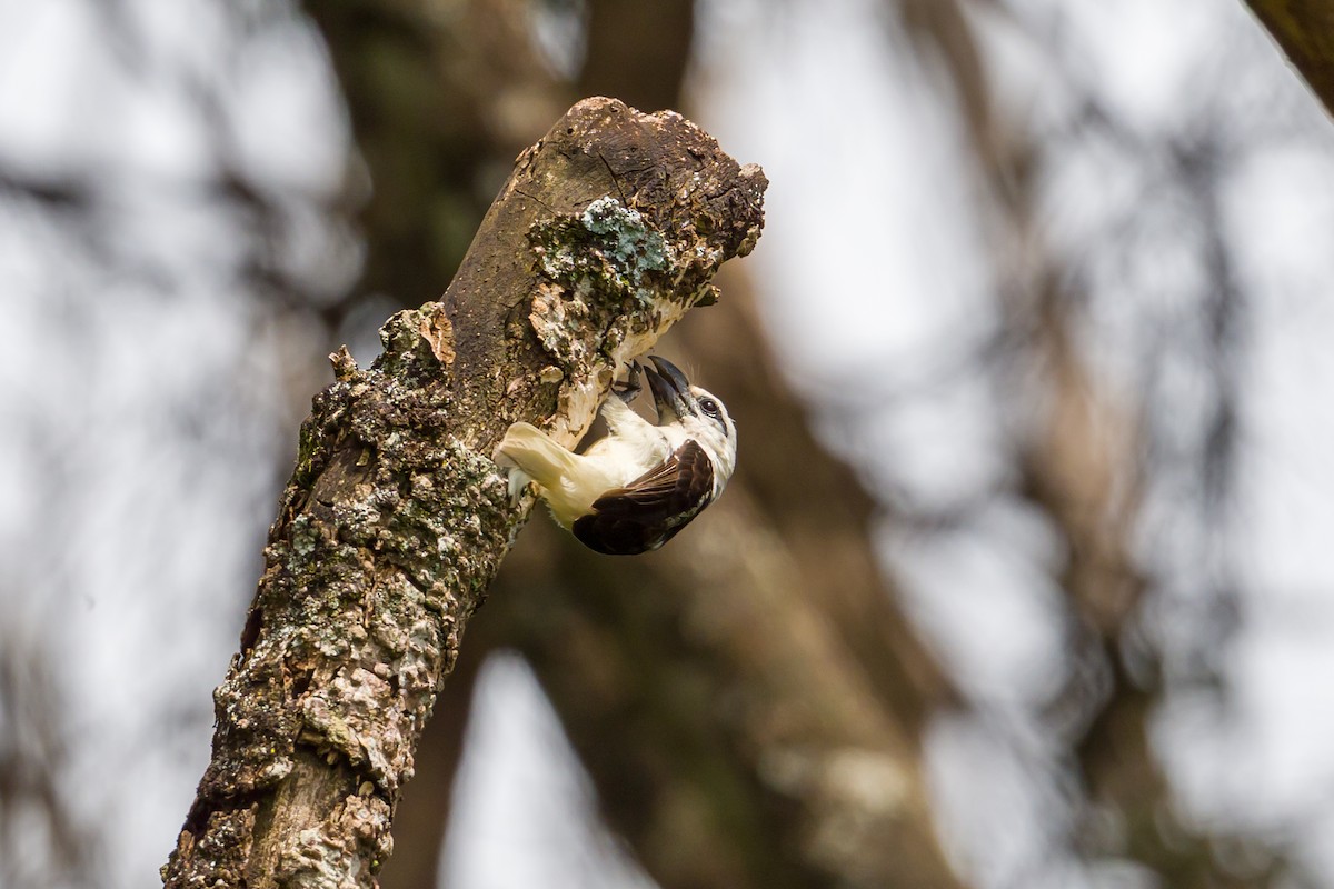 White-headed Barbet - ML641620989