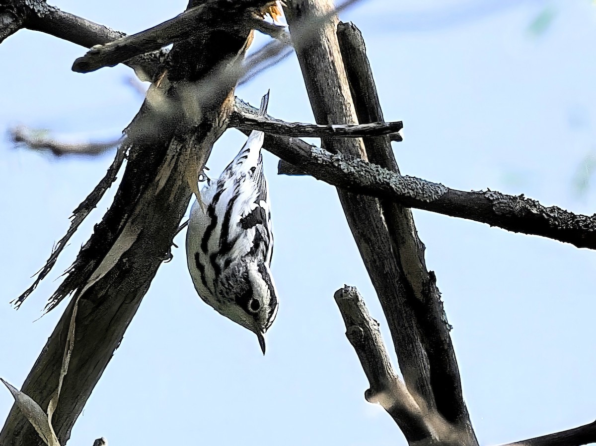 Black-and-white Warbler - ML641620998