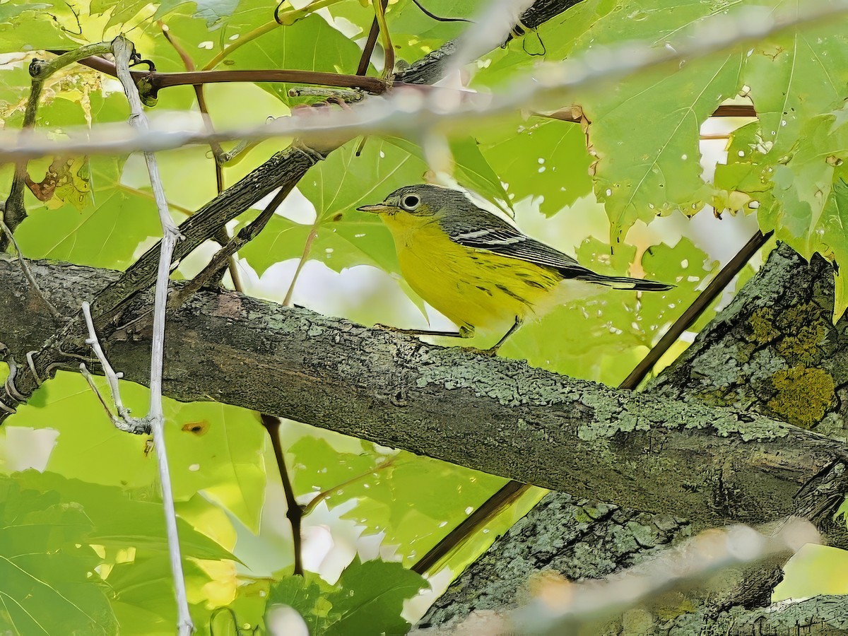 Magnolia Warbler - ML641621003