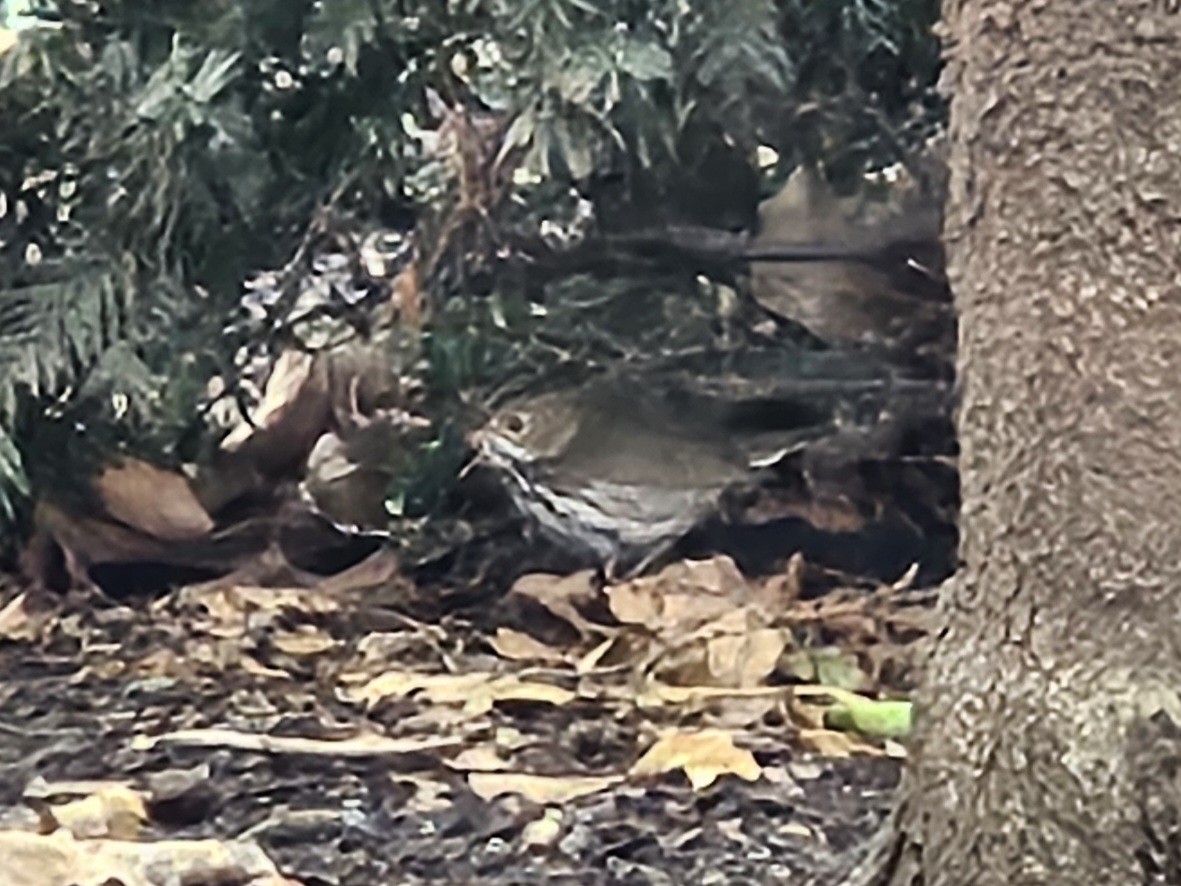 Ovenbird - ML641621031