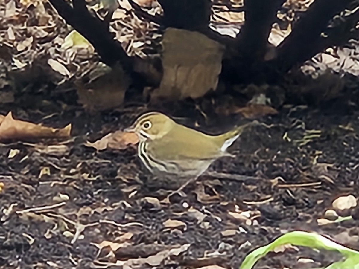 Ovenbird - ML641621032