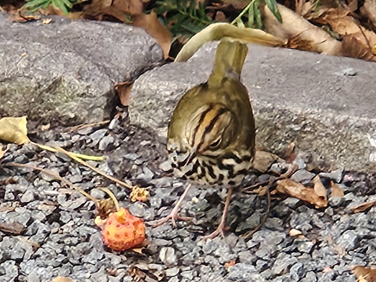 Ovenbird - ML641621033