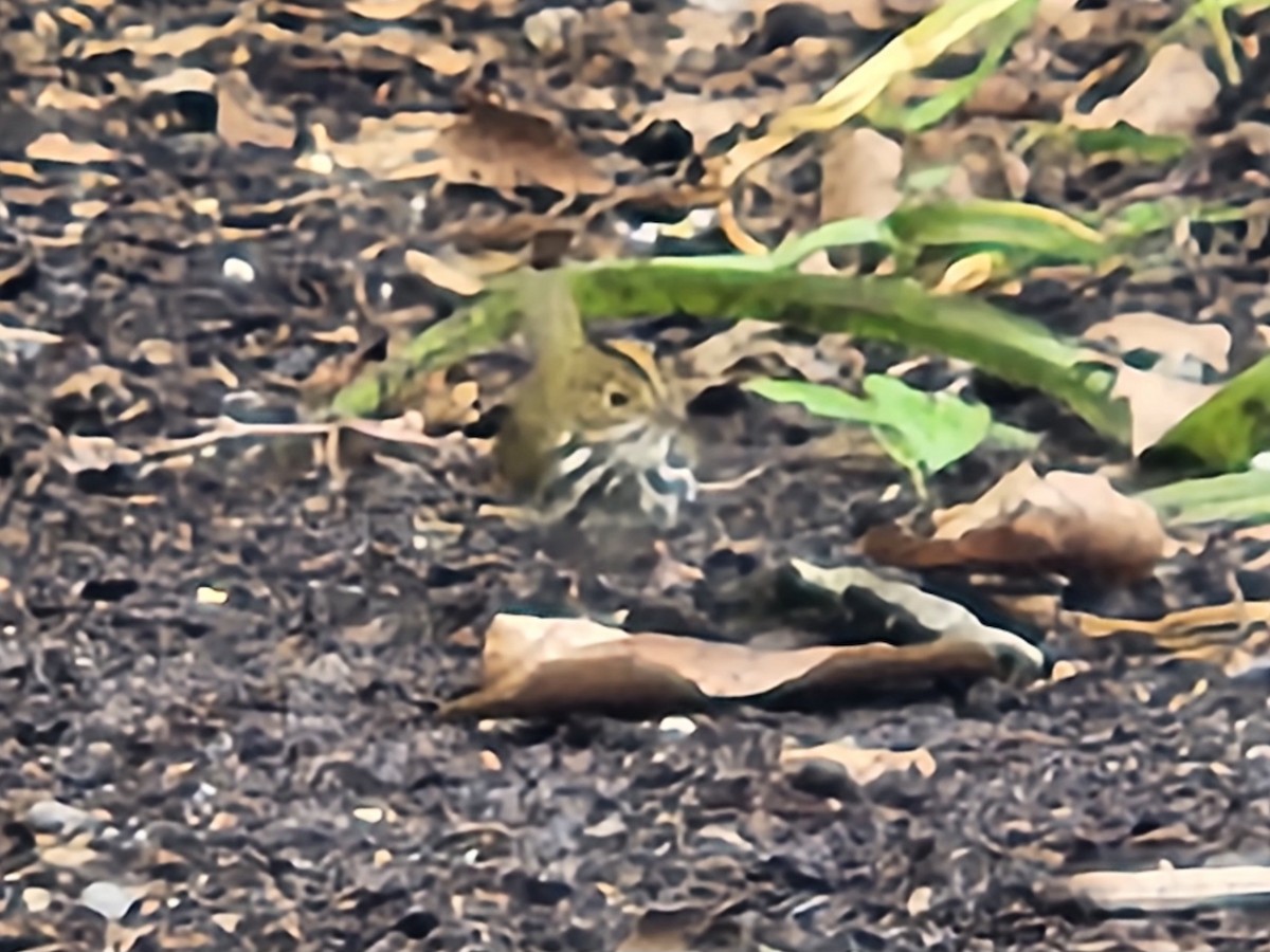 Ovenbird - ML641621034