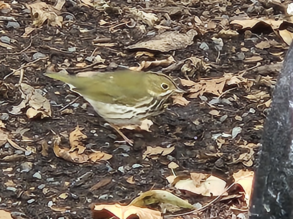 Ovenbird - ML641621035