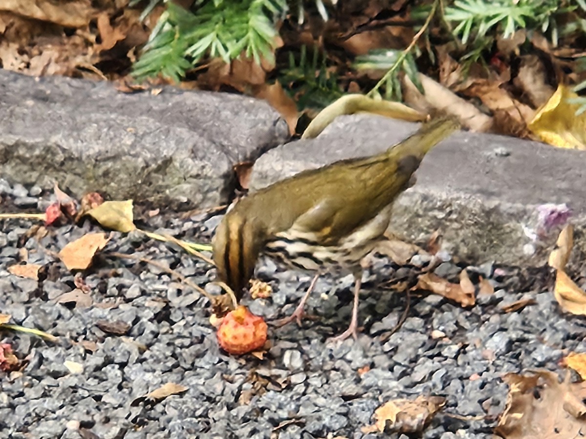 Ovenbird - ML641621036