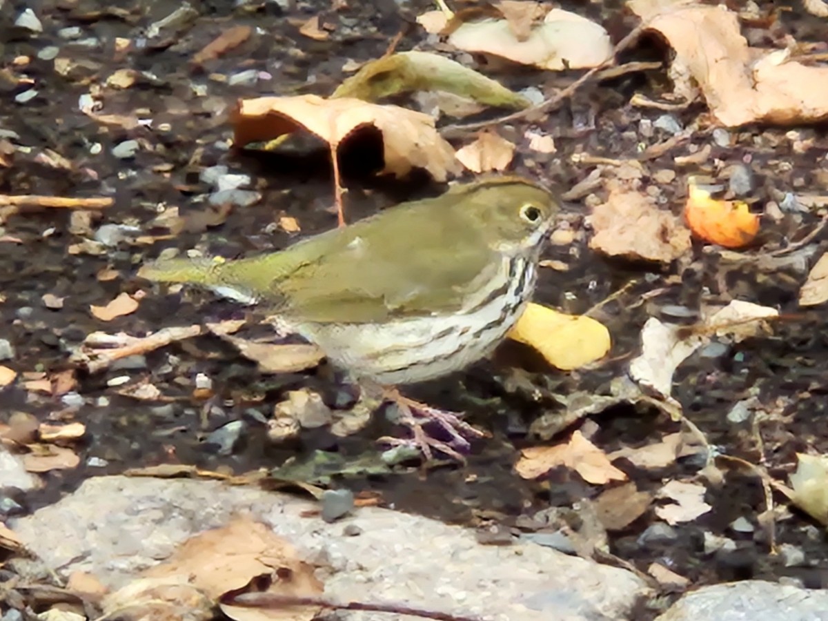 Ovenbird - ML641621037