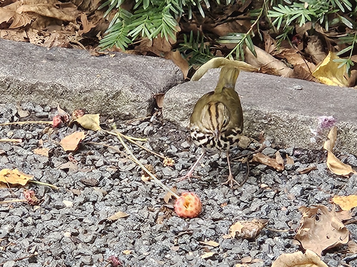Ovenbird - ML641621038