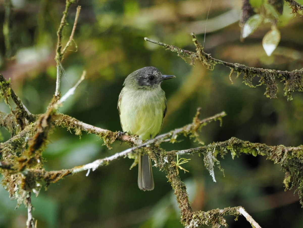 Slaty-capped Flycatcher - ML641621046