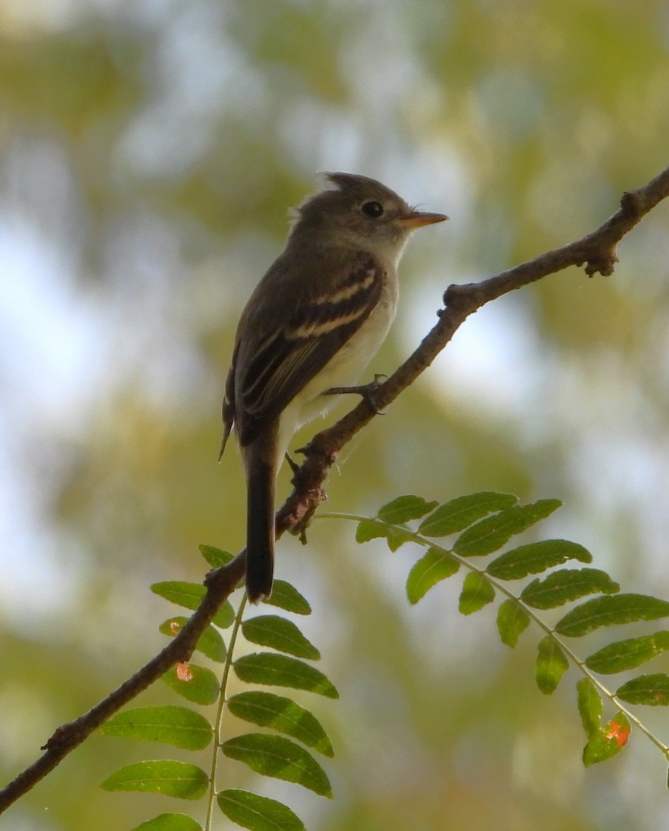 Alder Flycatcher - ML641621051