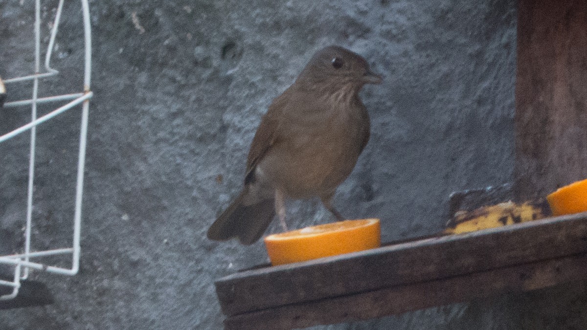 Pale-breasted Thrush - ML641621061