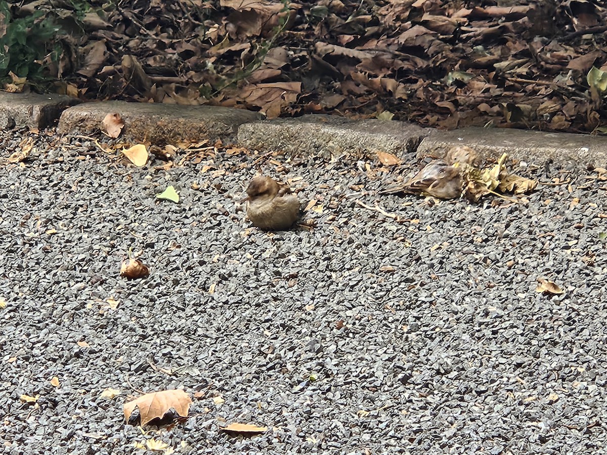 House Sparrow - ML641621075