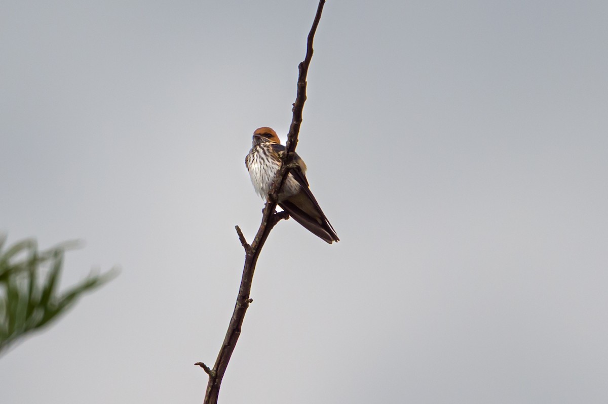Lesser Striped Swallow - ML641621080