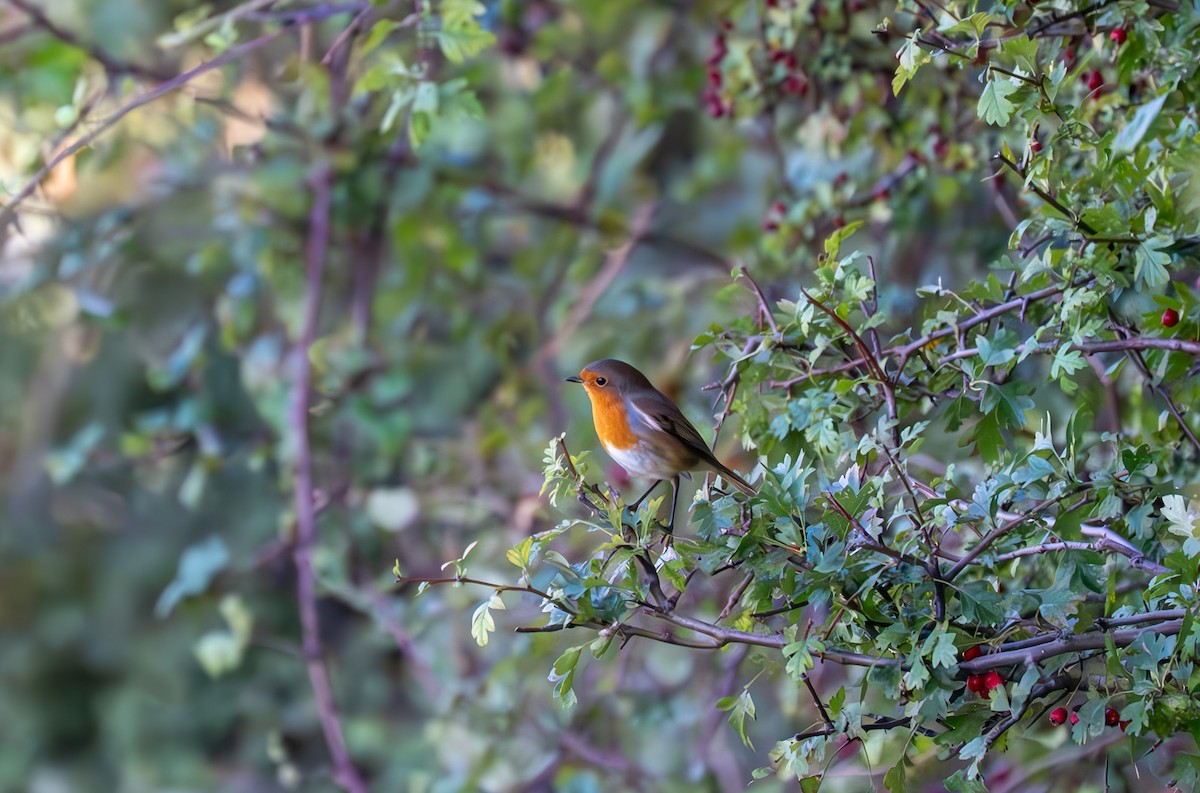 Өрнийн зээрд омруут - ML641621115