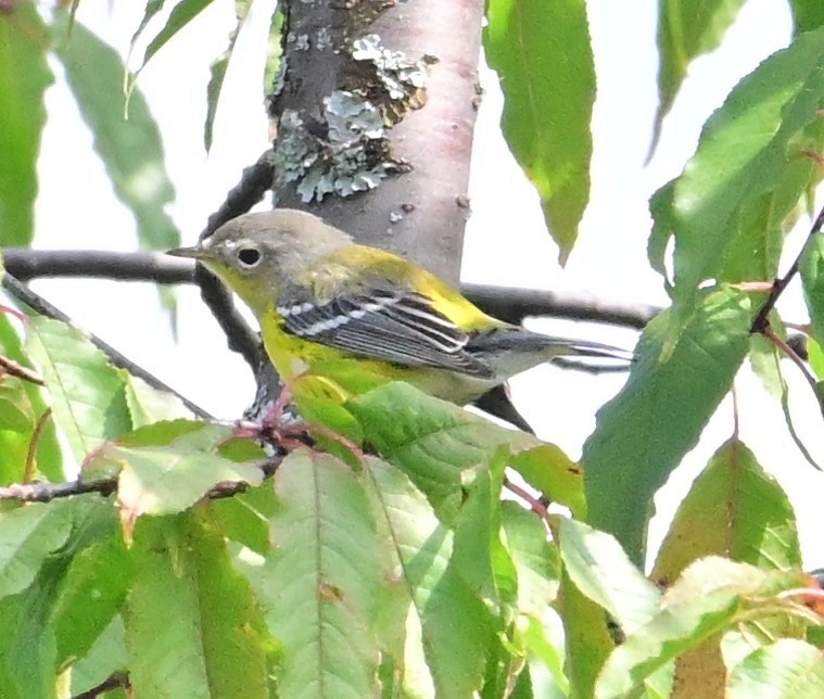Magnolia Warbler - ML641621150