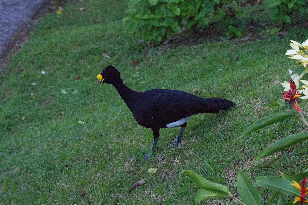 Great Curassow - ML641621205