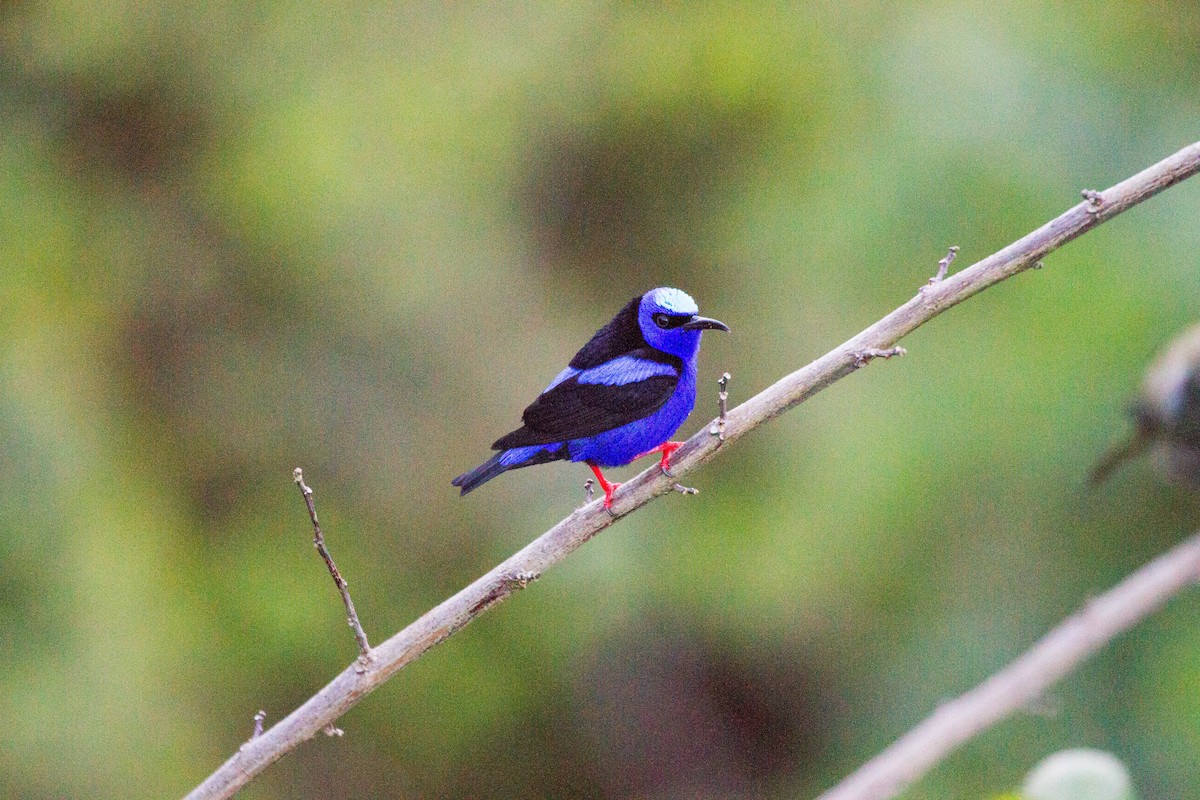 Red-legged Honeycreeper - ML641621210