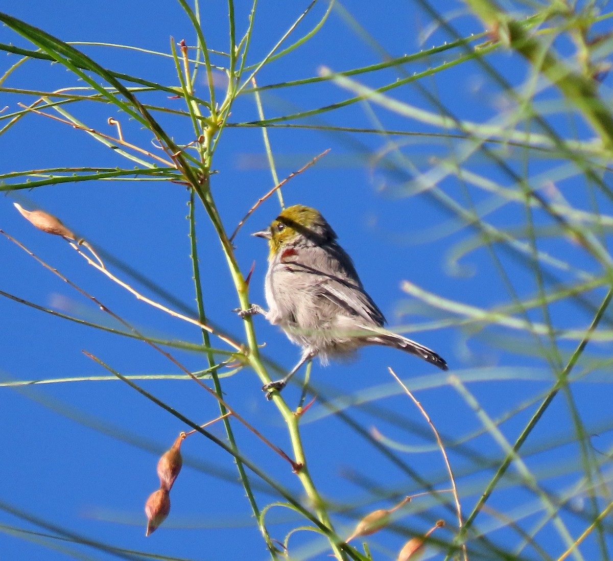 Verdin - ML641621218