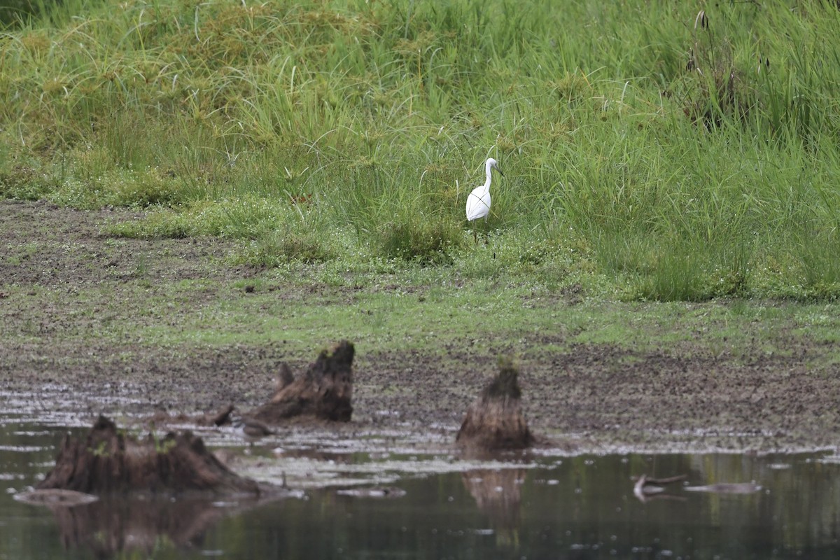 Little Blue Heron - ML641621235