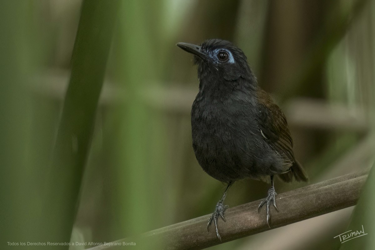 Braunrücken-Ameisenvogel - ML641621275