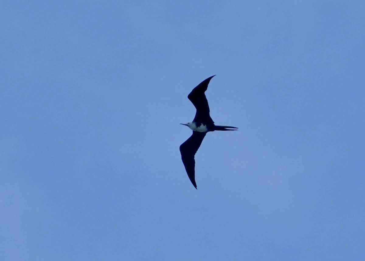 Magnificent Frigatebird - ML641621299