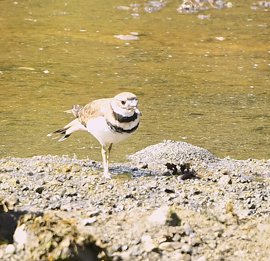 Killdeer - ML641621334