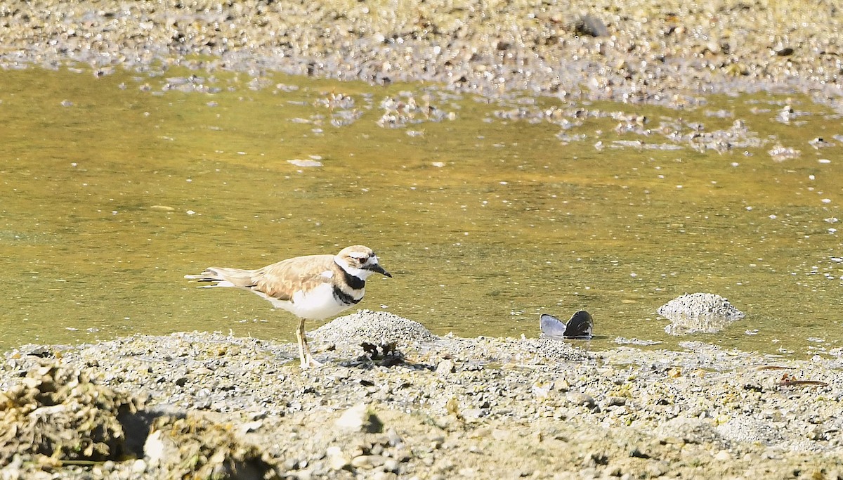 Killdeer - ML641621349