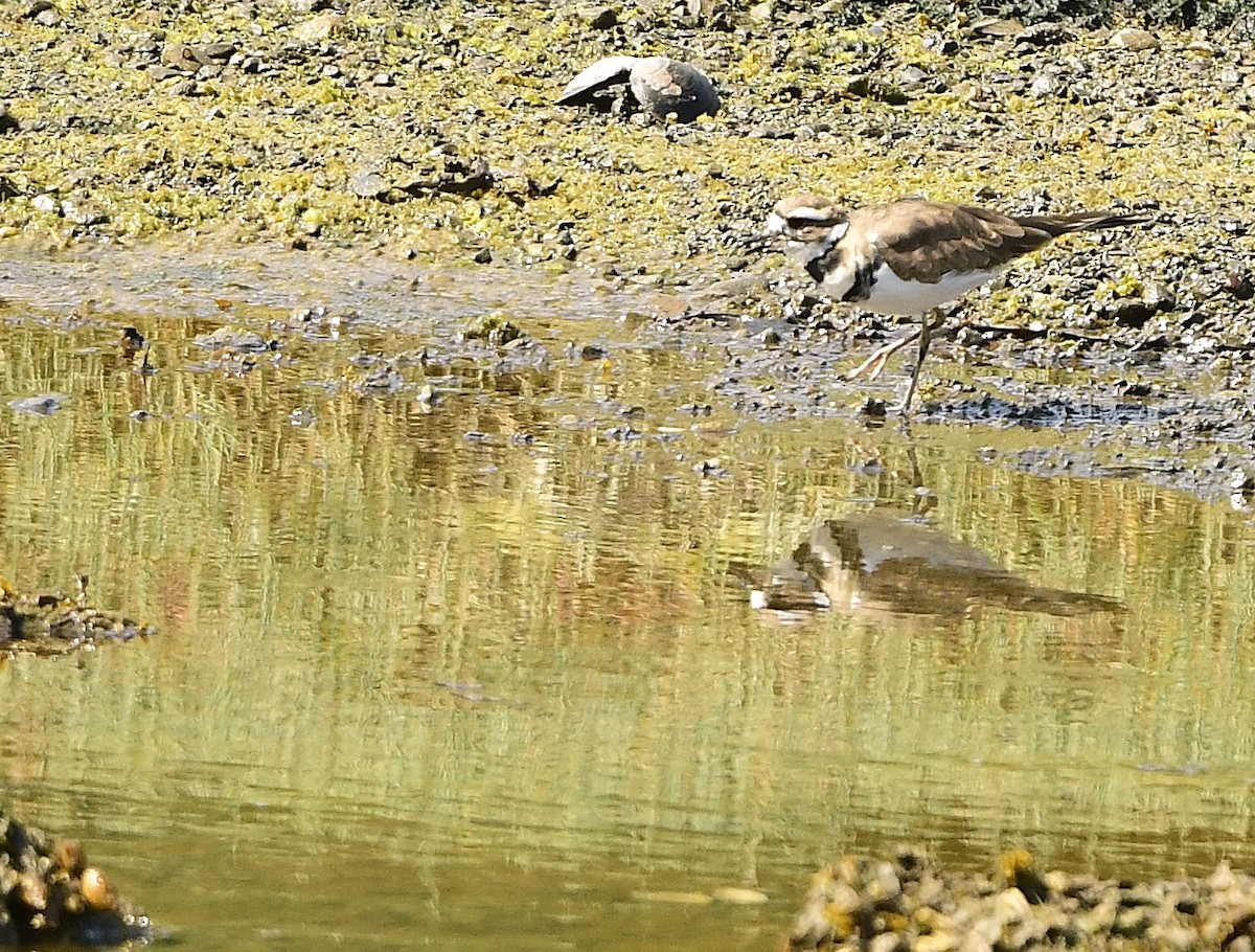 Killdeer - ML641621364