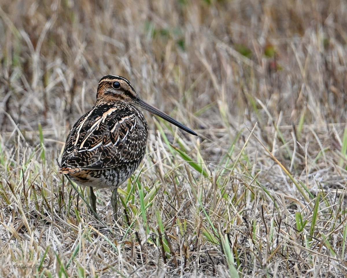 Wilson's Snipe - ML641621410