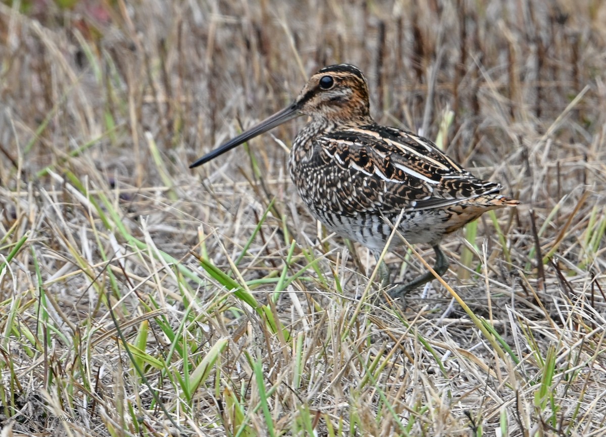 Wilson's Snipe - ML641621412