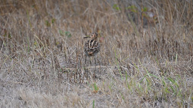 Wilson's Snipe - ML641621419