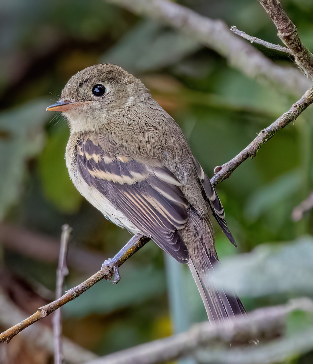 Western Flycatcher (Pacific-slope) - ML641621426