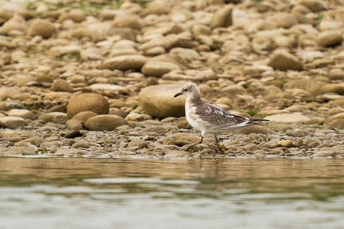 Akdeniz Martısı - ML641621438