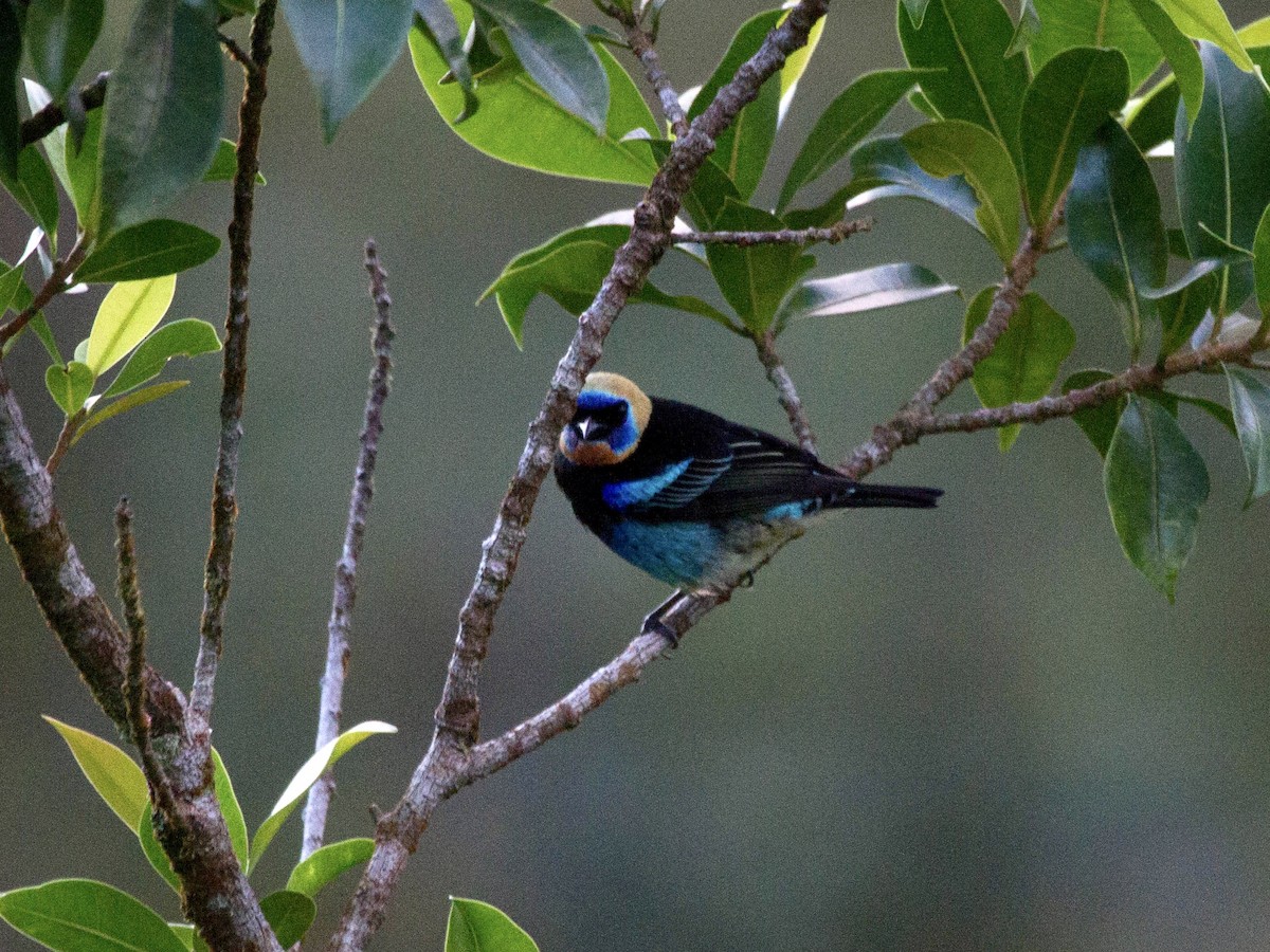 Golden-hooded Tanager - ML641621449