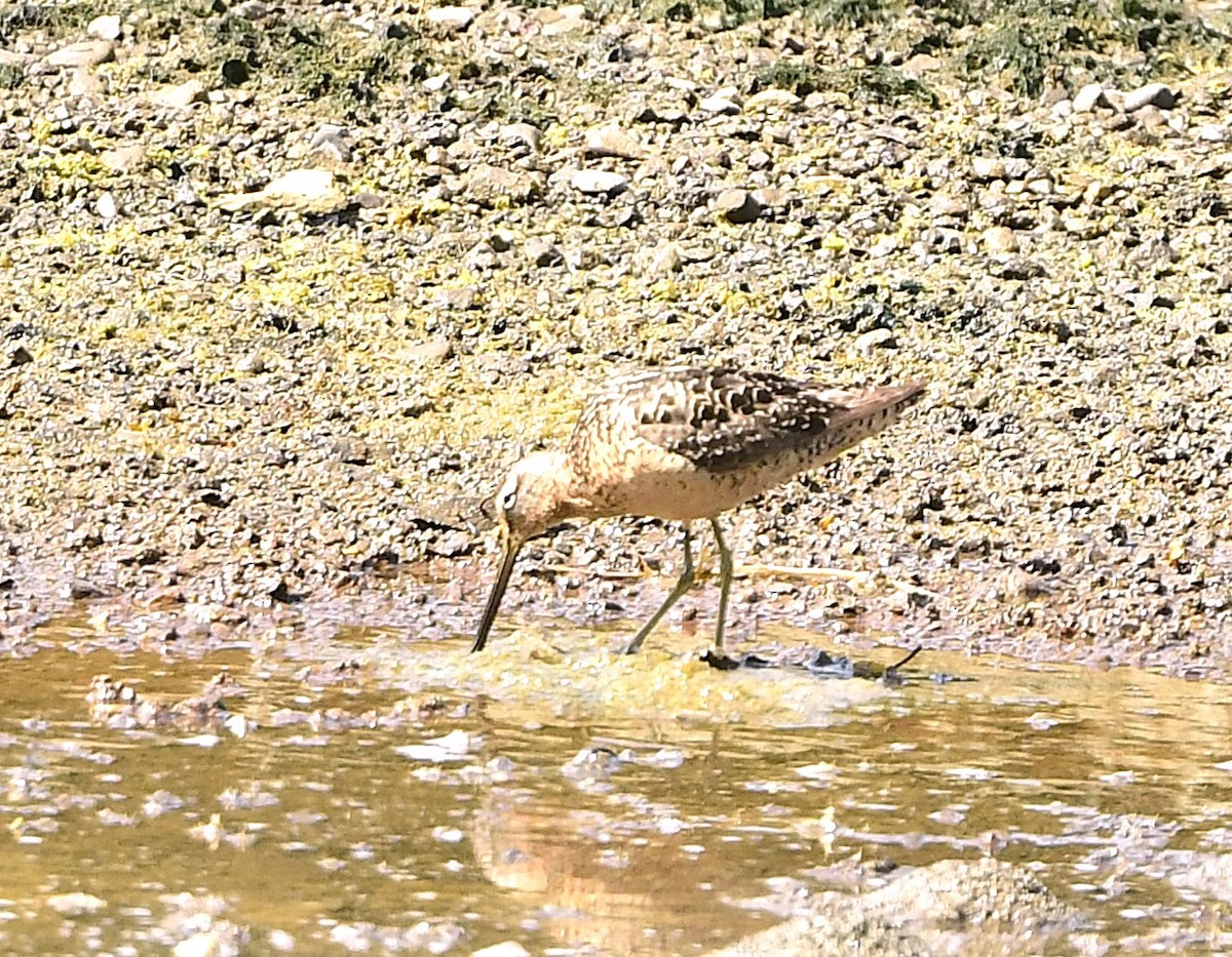 Short-billed Dowitcher - ML641621450