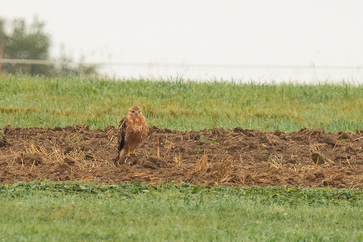 Kızıl Şahin - ML641621451