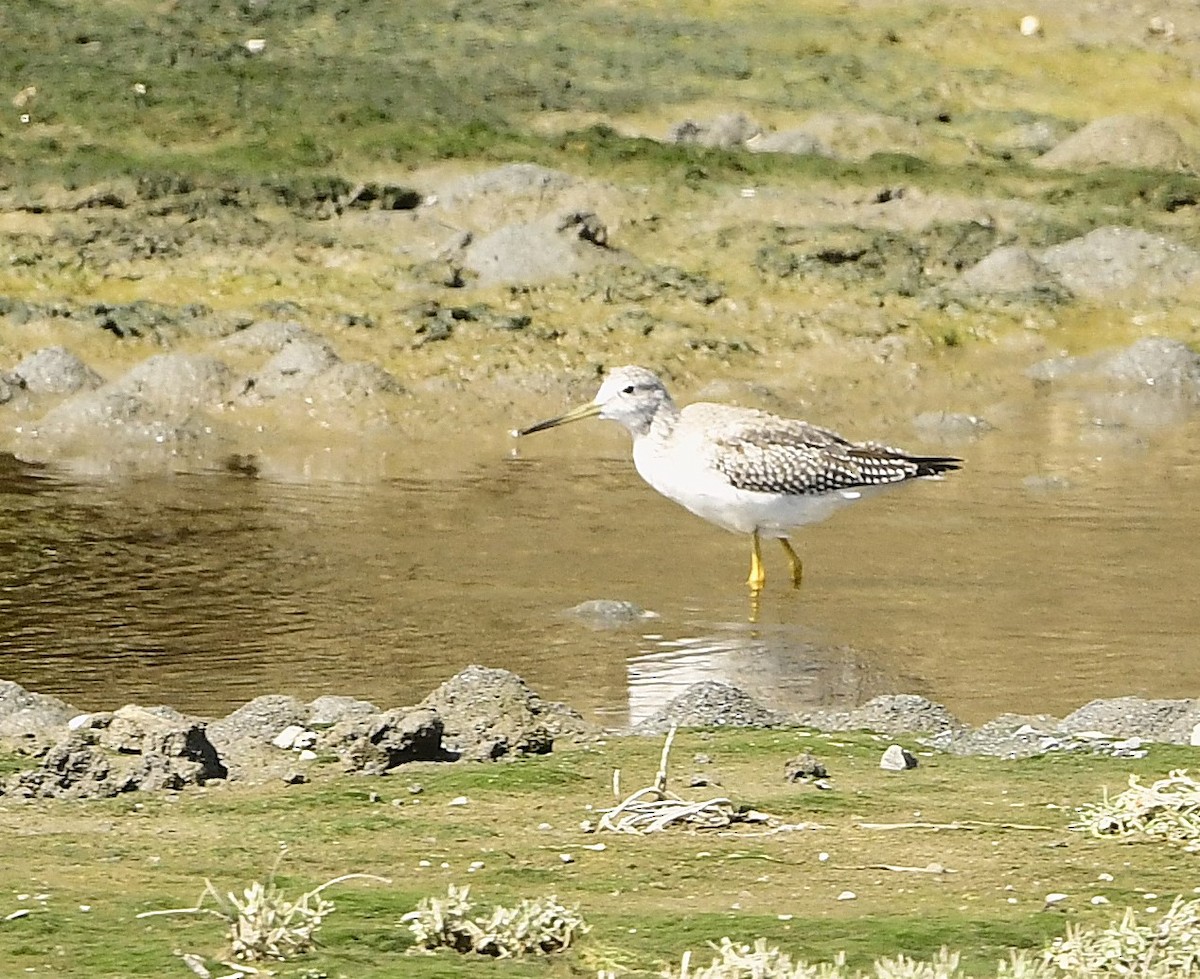 Greater Yellowlegs - ML641621502