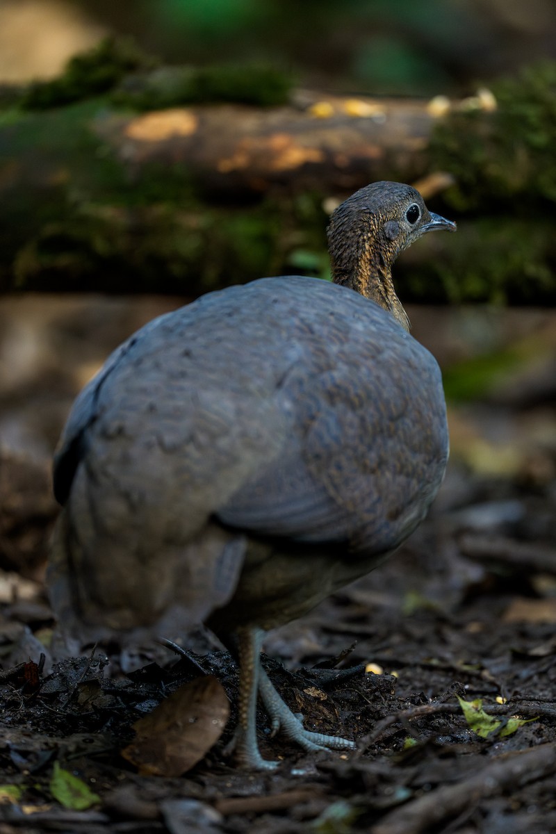 Solitary Tinamou - ML641621507