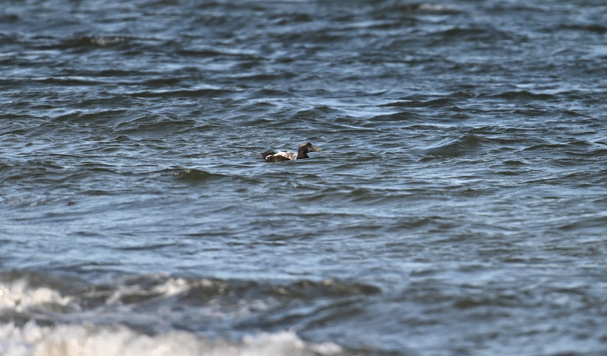 Common Eider (Eurasian) - ML641621514