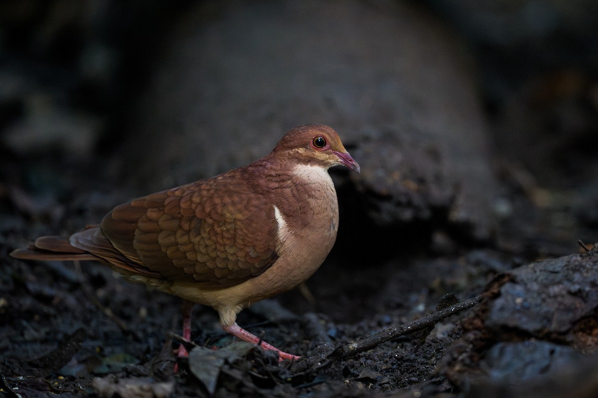 Ruddy Quail-Dove - ML641621515