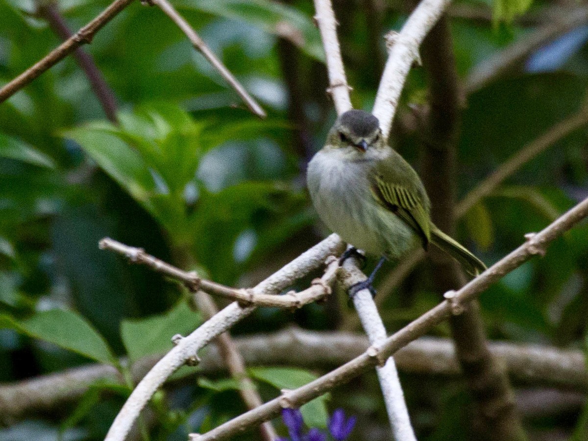 Mistletoe Tyrannulet - ML641621524