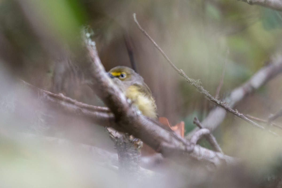 White-eyed Vireo - ML641621552