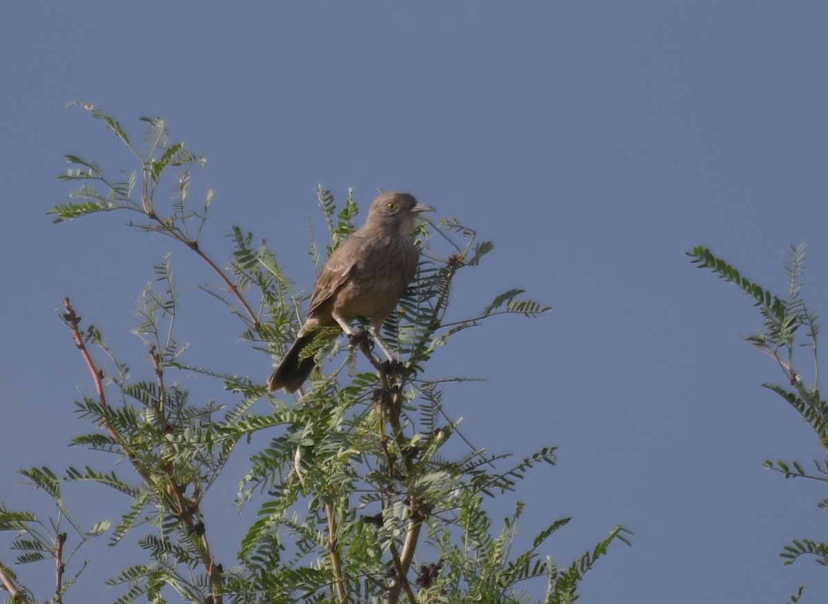 Bendire's Thrasher - ML641621564